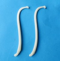 4 Baculum Oosik Raccoon Penis Bone Mountain Man Toothpick Fertility Charm❤ 