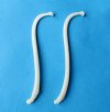 Large Raccoon Peckers, Penis Bones, Raccoon Baculum, Mountain Man Toothpicks <font color=red> Wholesale</font> 3-1/2 to 4-1/2 inches - Case of 20 @ $4.50 each