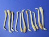 Badger Penis Bones for Sale, Badger Baculum, 3 to 4 inches long  - Pack of 6 @ <font color=red>$6.50 each</font> Plus $5.00 First Class Mail