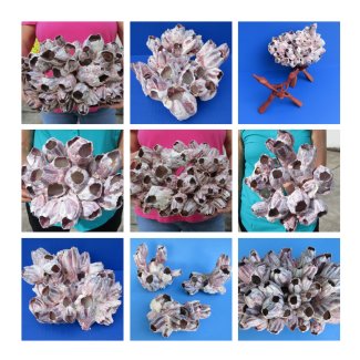 Purple Barnacles