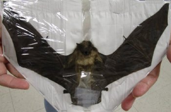Preserved, Mummified Lesser Asiatic Yellow Bat in Flying Position, 9" to 10" Wide - $44.99 each
