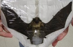 Preserved, Mummified Lesser Asiatic Yellow Bat in Flying Position, 9" to 10" Wide - $44.99 each