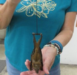 Mummified Lesser Sh...