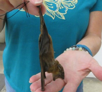 Mummified Lesser Short-Nosed Fruit Bat with Wings Folded, Facing Down -  $41.99 each