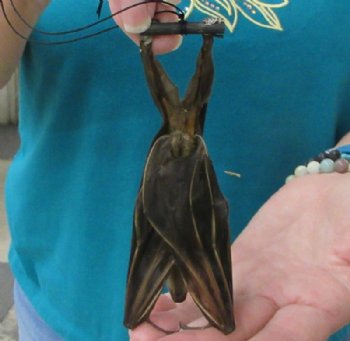 Mummified Lesser Short-Nosed Fruit Bat with Wings Folded, Facing Down -  $41.99 each