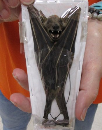 Mummified Lesser Short-Nosed Fruit Bats <font color=red> Wholesale</font>, 5 inches High - 4 @ $25 each