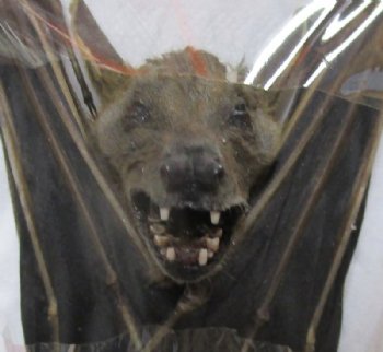 Mummified Lesser Short-Nosed Fruit Bats <font color=red> Wholesale</font>, 5 inches High - 4 @ $25 each