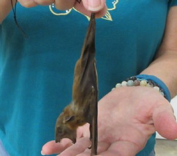 Mummified Lesser Short-Nosed Fruit Bat with Wings Folded, Facing Down -  $41.99 each