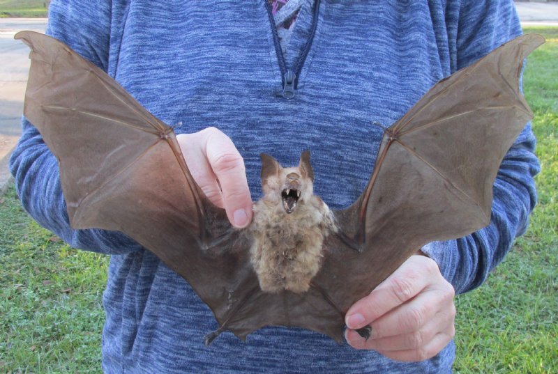 Wholesale Bat Diadem Leaf Nosed 