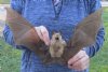  Wholesale Bat Diadem Leaf Nosed Preserved Bats in Flying Position with Wings Spread Open for Sale, 12 to 13 inches wide - Case of 4 @ $47.00 each