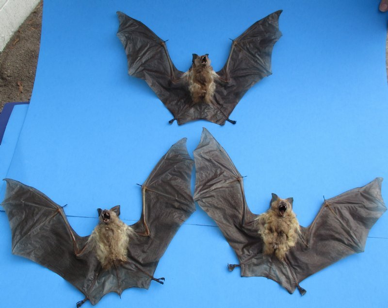 Wholesale Bat Diadem Leaf Nosed Preserved Bats for Sale 4 47.75 each