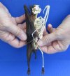 7-1/2 inches Wholesale Half Skeleton, Half Mummified Fruit Bats with wings folded (Rousettus Leschenaultii) - Case of 3 @ $49.00 each