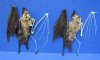 6-1/2 inches Half Skeleton, Half Mummified Leaf Nosed Fruit Bat with Wings Spread Open (Hipposideros Diadema) -  Pack of 1 @ $69.99 each; Pack of 2 @ $60.00 each