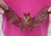 7 to 8 inches  Wholesale Preserved Real Blyth's Horseshoe Bat With Wings Spread in a Flying Position - $44.99 each; Pack of 4 @ $35.75 each