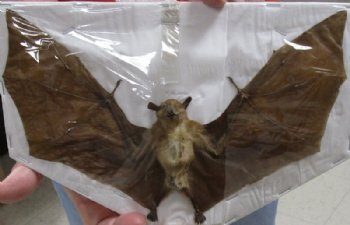 Preserved, Mummified Long-Tongued Nectar Bat in Flying Position, 9" Wide - $44.99 each