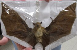 Preserved, Mummified Long-Tongued Nectar Bat in Flying Position, 9" Wide - $44.99 each