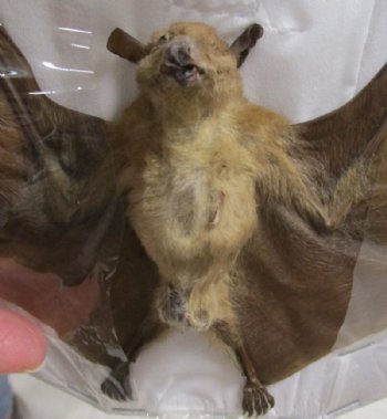 Preserved, Mummified Long-Tongued Nectar Bat in Flying Position, 9" Wide - $44.99 each