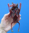 7-1/2 inches Wholesale Dyed Blood Red Mummified Fruit Bats for Sale - Case of 3 @ $43.00 each
