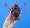 6-1/2 inches Wholesale Dyed Blood Red Fruit Bat Mummy with Skeletal Wings in a flying position - Case of 3 @ $43.00 each