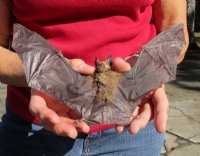 Preserved, Mummified Intermediate Roundleaf Bat for Sale, 9" to 10" in a Flying Position - $44.99 each