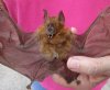 9 to 10 inches Wholesale Real Preserved Intermediate Roundleaf Bats for Sale in a Flying Position - Pack of 4 @ $35.00 each