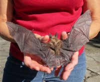 Preserved, Mummified Intermediate Roundleaf Bat for Sale, 9" to 10" in a Flying Position - $44.99 each