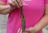 Preserved, Mummified Intermediate Roundleaf Bat for Sale, 9" to 10" in a Flying Position - $44.99 each
