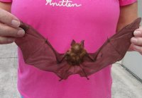 Preserved, Mummified Intermediate Roundleaf Bat for Sale, 9" to 10" in a Flying Position - $44.99 each