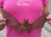 Preserved, Mummified Intermediate Roundleaf Bat for Sale, 9" to 10" in a Flying Position - $44.99 each