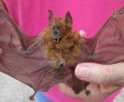 Preserved, Mummified Intermediate Roundleaf Bat for Sale, 9" to 10" in a Flying Position - $44.99 each