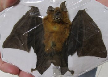 Preserved, Mummified Bicolored Roundleaf Bat in a Flying Position, 6 inches wide - $44.99 each
