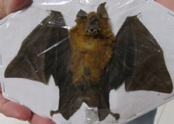 Preserved, Mummified Bicolored Roundleaf Bat in a Flying Position, 6 inches wide - $44.99 each