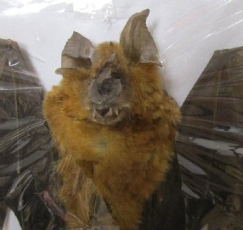 Preserved, Mummified Bicolored Roundleaf Bat in a Flying Position, 6 inches wide - $44.99 each