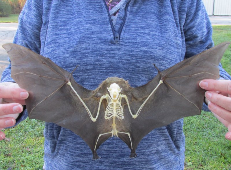 Wholesale Real Semi Skeletal Greater Short Nosed Fruit Bats in Flying