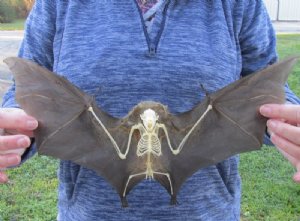 Animal Skeletons and Preserved Bats