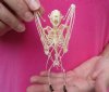 5 inches tall Wholesale Articulated  Lesser Short Nosed Fruit Bat Skeleton with Wings Folded in a Resting Position, Full Body Bat Skeleton - Pack of 4 @ $34 each 