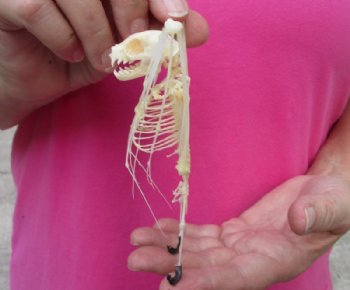 5 inches tall Articulated  Lesser Short Nosed Fruit Bat Skeletons <font color=red> Wholesale</font> with Wings Folded  - 4 @ $36 each