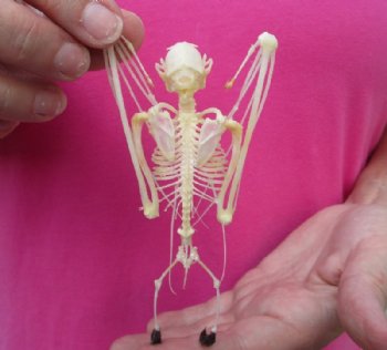 5 inches tall Articulated  Lesser Short Nosed Fruit Bat Skeletons <font color=red> Wholesale</font> with Wings Folded  - 4 @ $36 each