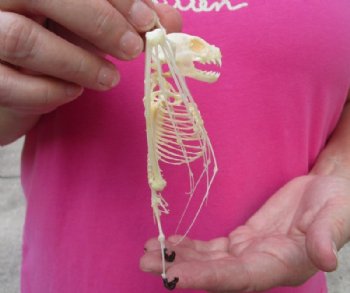 5 inches tall Articulated  Lesser Short Nosed Fruit Bat Skeletons <font color=red> Wholesale</font> with Wings Folded  - 4 @ $36 each