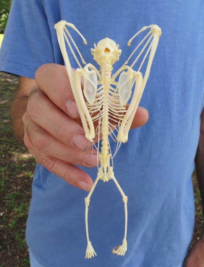 51/2 to 7 inches tall Authentic Fruit Bat Skeletons Wholesale