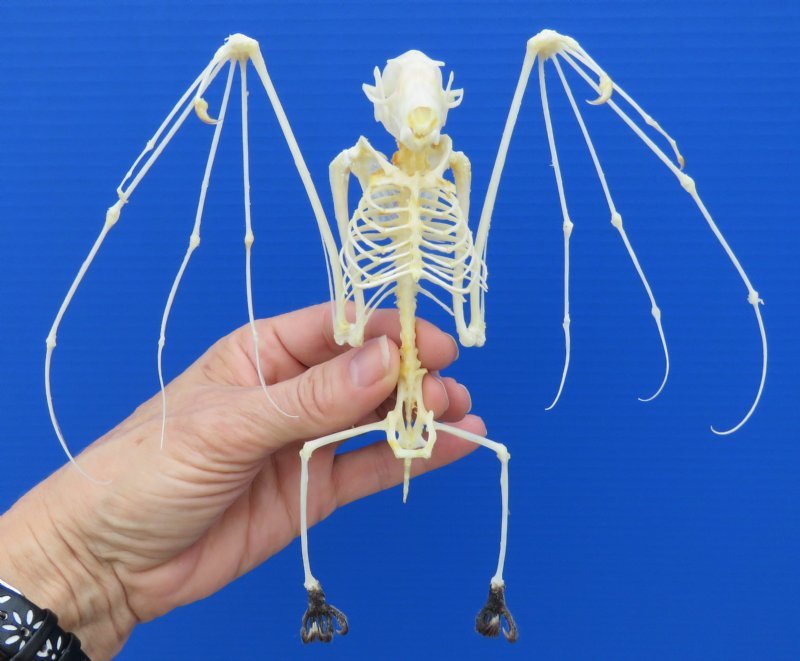 Wholesale Fruit Bat Skeletons in a Flying Position Case of 4 37.00 eac