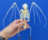6 to 7 inches wide Wholesale Fruit Bat Skeletons with Wings Spread in a Flying Position - Case of 4 @ $37.00 each 