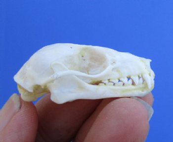 Bat Skulls 