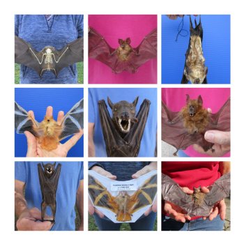Mummified Bats, Dried, Preserved Bats