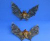 10-1/2 inches Wholesale Preserved, Mummified Lessor Short-Nosed Fruit Bats in a Flying Position - Case of 2 @ $45 each; Case of 4 @ $39 each