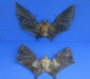 <font color=red>Wholesale</font>  Mummified Minute Fruit Bat in Flying Position 9-1/2 to 10-1/2 inches wide - Case of 2 @ $45.00 each; Case of 4 @ $39.00 each