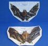 9 inches<font color=red>  Wholesale</font> Preserved Mummified Bicolor Leaf-Nosed Bat in Flying Position - Case of 4 @ $35.00 each