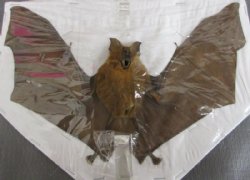 Preserved Mummified Bicolor Leaf-Nosed Bat in Flying Position <font color=red> Wholesale</font> - 3 @ $40 each; 4 @ $36 each