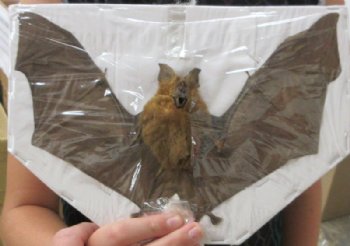  Preserved Mummified Bicolor Leaf-Nosed Bat in Flying Position <font color=red> Wholesale</font> - 3 @ $40 each; 4 @ $36 each
