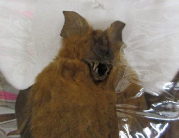  Preserved Mummified Bicolor Leaf-Nosed Bat in Flying Position <font color=red> Wholesale</font> - 3 @ $40 each; 4 @ $36 each